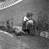 Planting the Wrigley Field ivy in 1937