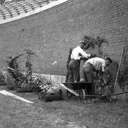 Planting the outfield wall ivy at Wrigley Field in 1937